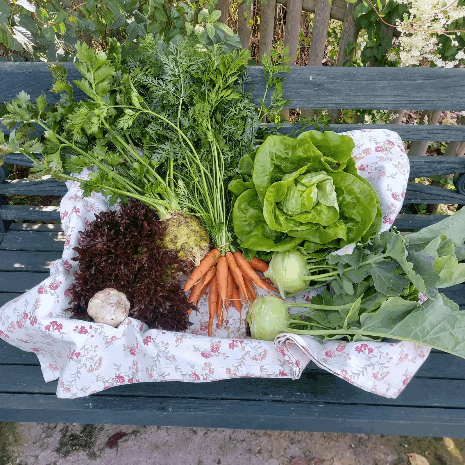 Ernte im Korb: Kopfsalat, roter Lollo, Möhren mit Grün, Sellerie, Kohlrabi und Knoblauch