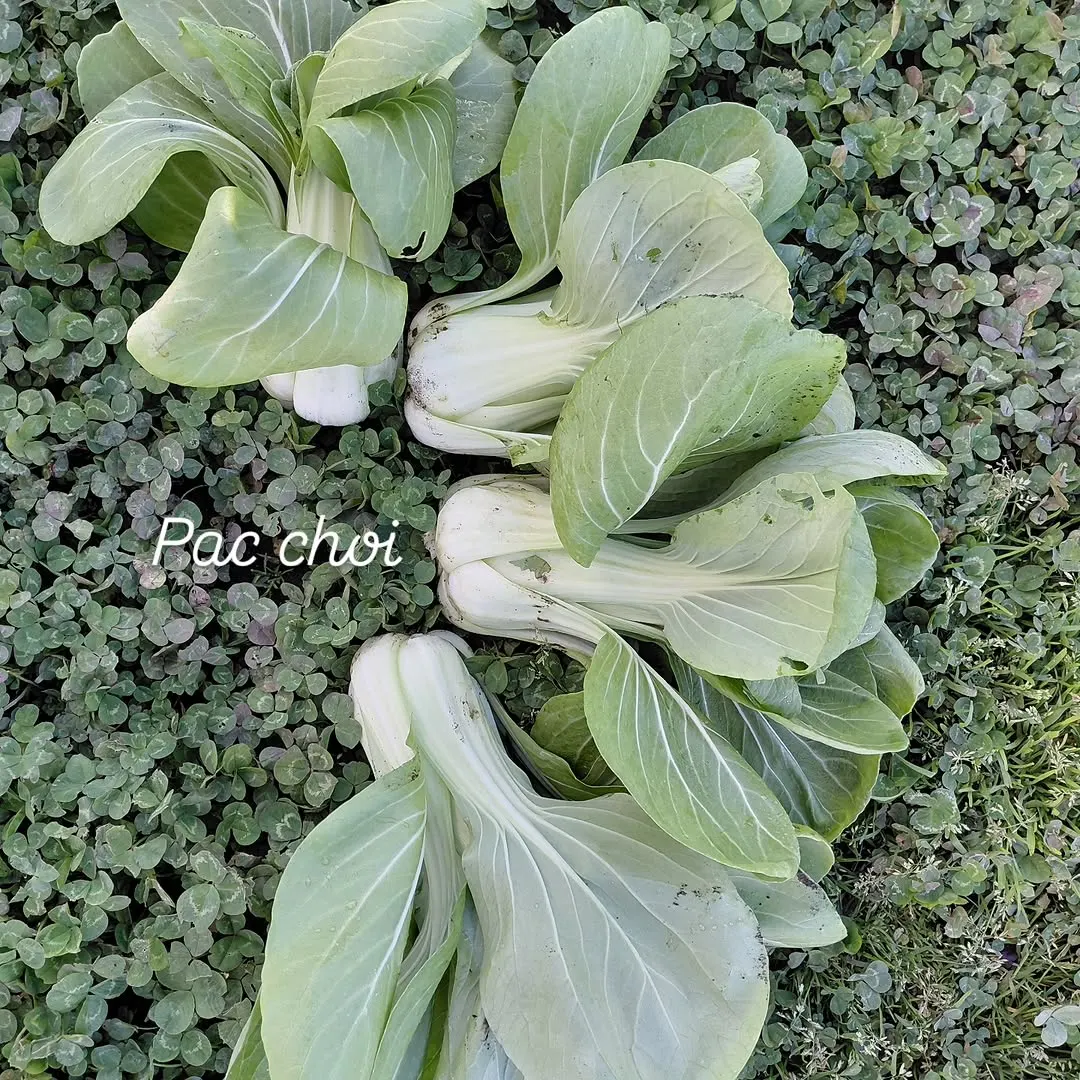 Foto aus einem Instagram-Beitrag von Gemüseliebe, 13. April 2026