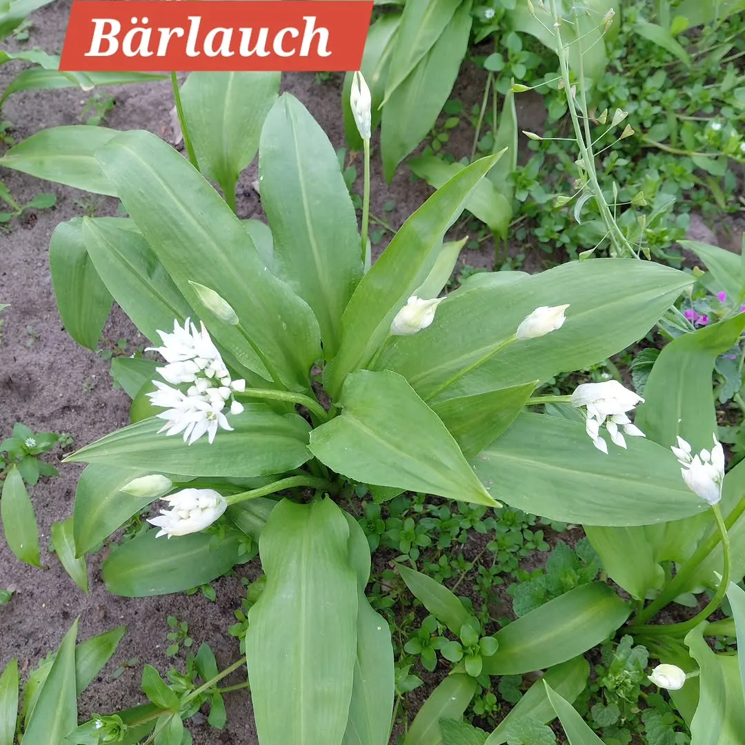 Foto aus einem Instagram-Beitrag von Gemüseliebe, 6. Mai 2026