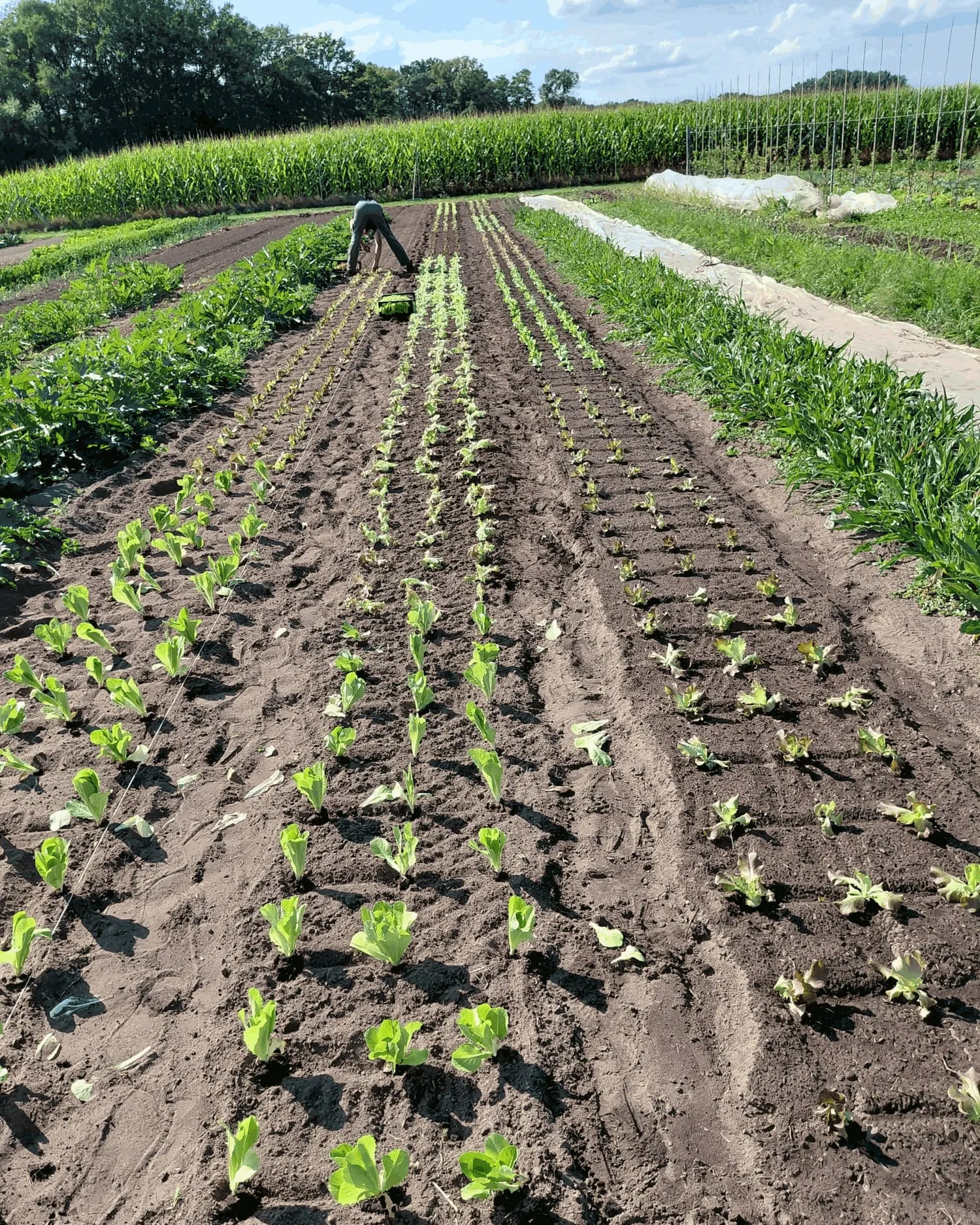 Frisch gepflanzte Salatreihen auf dem Feld, hinten wird weiter gepflanzt