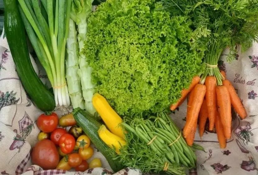 Ernte im Korb: Lollo-Salat, Möhren, Gurke, Zucchini, Bohnen, Frühlingszwiebeln und bunte Tomaten