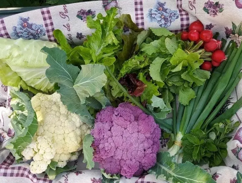 Ernte im Korb: weißer und lila Blumenkohl, Spitzkohl, Salat, Radieschen, Frühlingszwiebeln und Kräuter