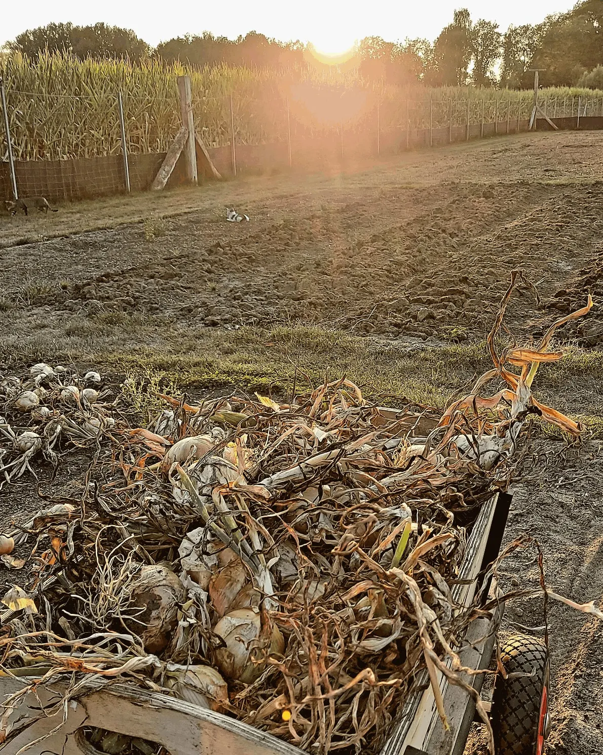 Frisch geerntete Zwiebeln auf dem Anhänger, dahinter das Feld im Abendlicht